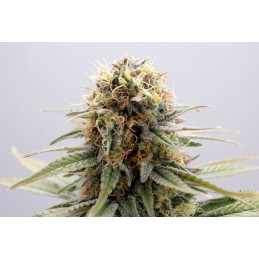 GSC - Kannabia Seed