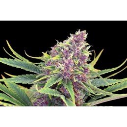 Purple Kush - Kannabia Seed