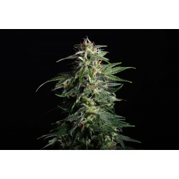 Swiss Dream Auto CBD -...