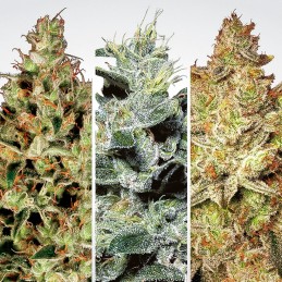 Sativa Champions - Paradise...