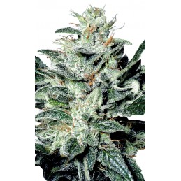 Sensi Star - Paradise Seeds