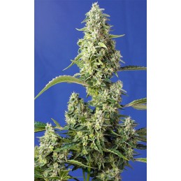 Gorilla Girl XL Auto -...