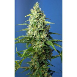 Honey Peach Auto CBD -...