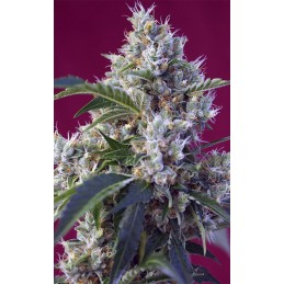 Indigo Berry Kush - Sweet...