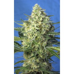 Jack 47 XL Auto - Sweet Seeds