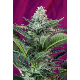 Mohan Ram Auto - Sweet Seeds