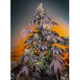 Red Gorilla Girl XL Auto -...