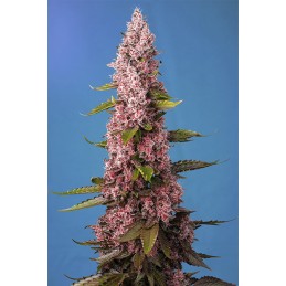 Red Hot Cookies - Sweet Seeds