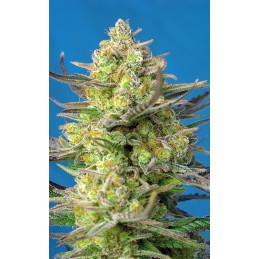 Sweet Cheese XL Auto -...