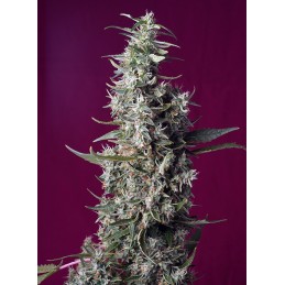 Sweet Cherry Pie - Sweet Seeds