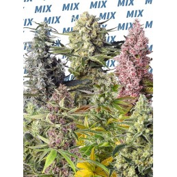 Sweet Mix Feminized - Sweet...