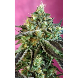 Sweet Nurse Auto CBD -...