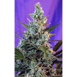 Sweet Skunk Auto - Sweet Seeds