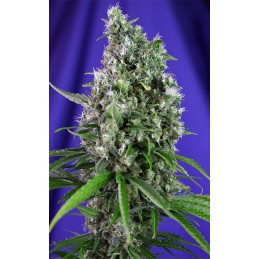 Sweet Trainwreck Auto -...