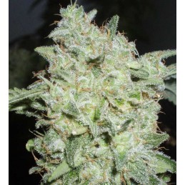Afghan Kush Special - World...