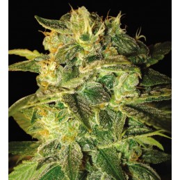 Sugar Mango Ryder Auto -...