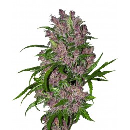 Purple Bud - White Label