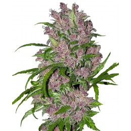 Purple Bud Automatic -...