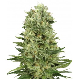 Skunk 1 Automatic - White...