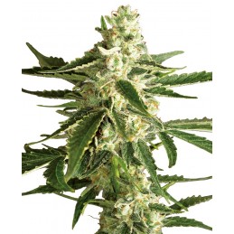 White Diesel Haze Automatic...