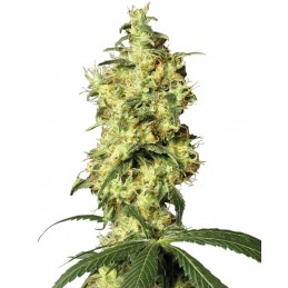 White Widow Automatic -...