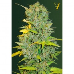 Auto Biggest Bud - Victory...