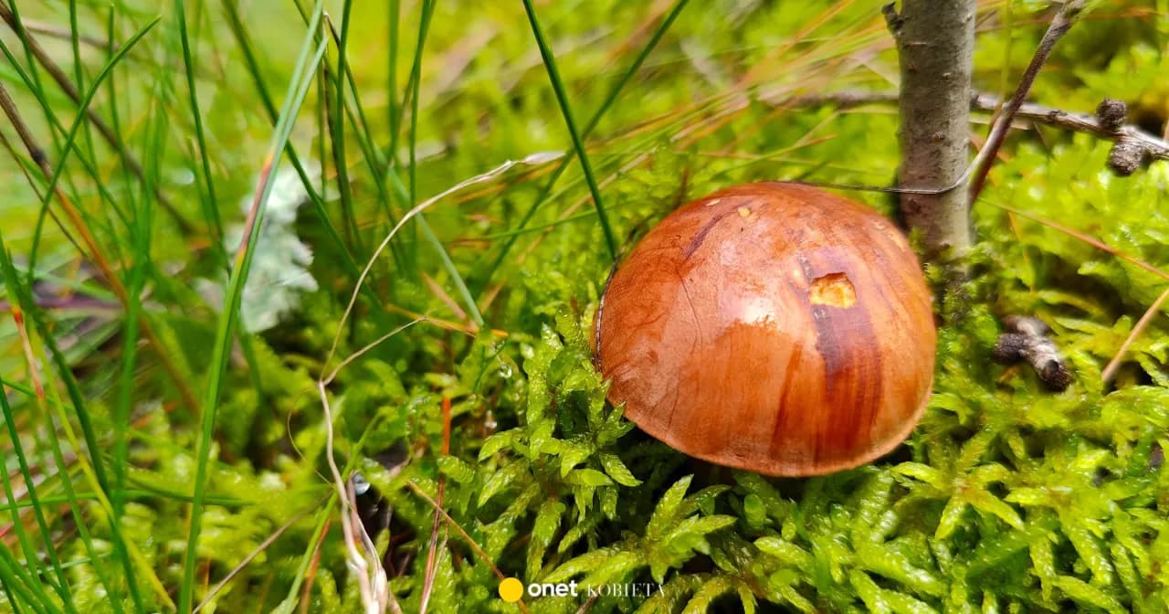 Zarodniki grzybów w Polsce: Legalne czy nie? Wyjaśniamy!