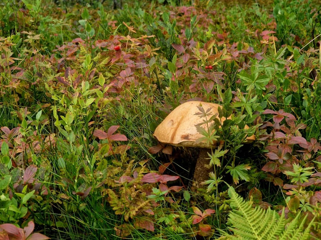 Grzyby psylocybinowe w Norwegii: Czy są legalne? Co grozi?