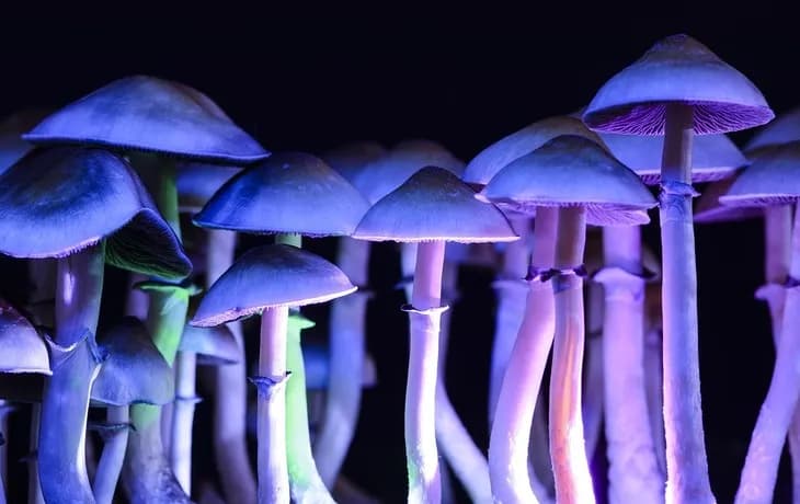 Grzyby halucynogenne: Efekty, ryzyko i jak sobie radzić (Przewodnik)