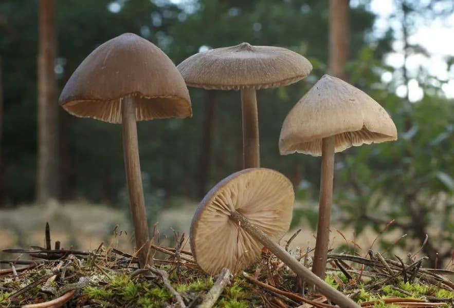 Grzyby halucynogenne w Polsce: Gdzie rosną i jakie jest ryzyko?