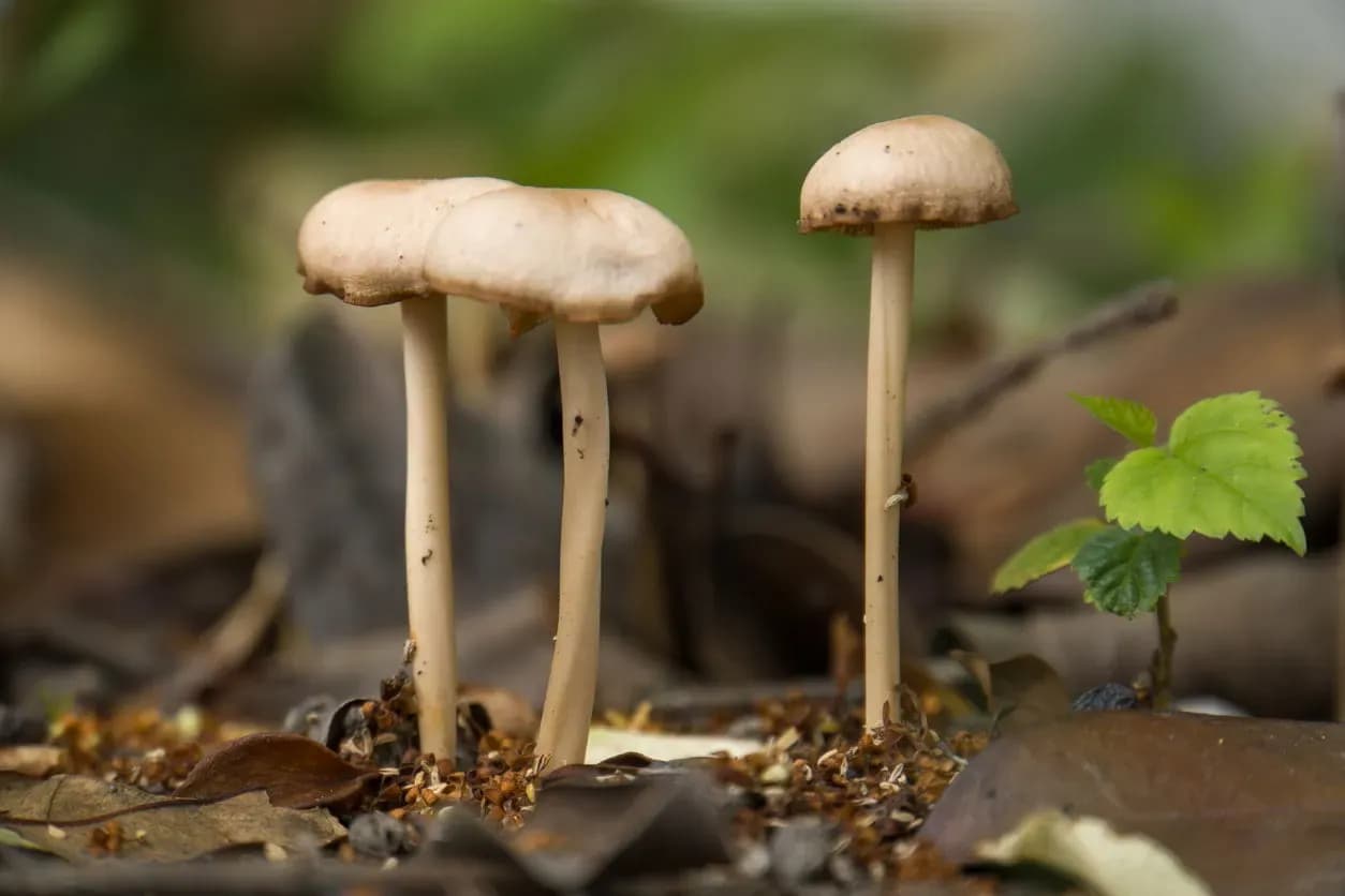 Grzyby halucynogenne w Polsce: Identyfikacja, prawo i ryzyko