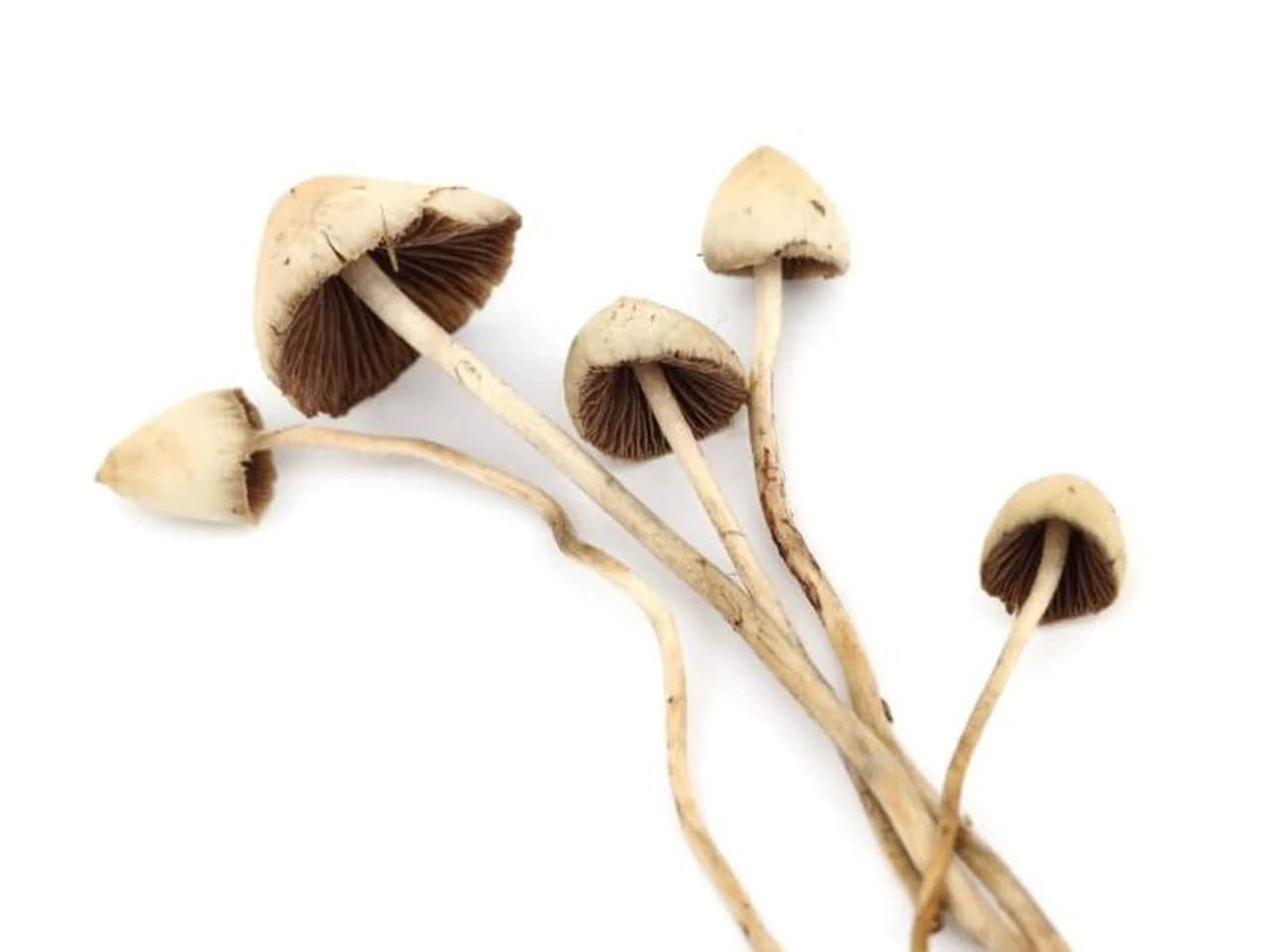 Grzyby halucynogenne: Działanie, prawo w Polsce, ryzyka i medycyna
