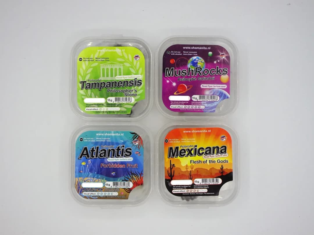 Holandia: Ceny magicznych trufli 🍄 Legalność, gdzie kupić i rodzaje