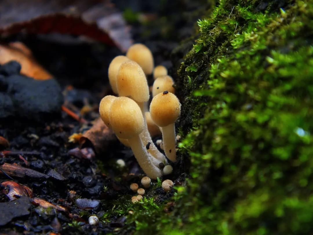 Łysiczka lancetowata: Jak rozpoznać? Prawo i Ryzyko w PL