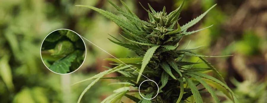 Jak rozpoznać marihuanę: przewodnik po roślinie i suszu