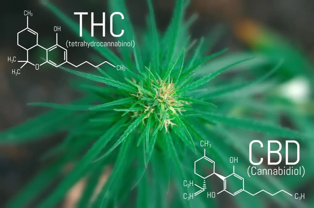 THC: Co to jest? Działanie, CBD, Prawo w Polsce i Ryzyko