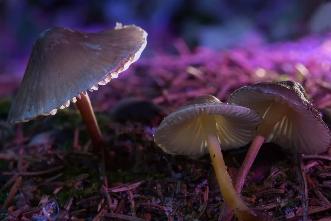 Grzyby Halucynogenne na Allegro? Prawo, Ryzyko i Prawda