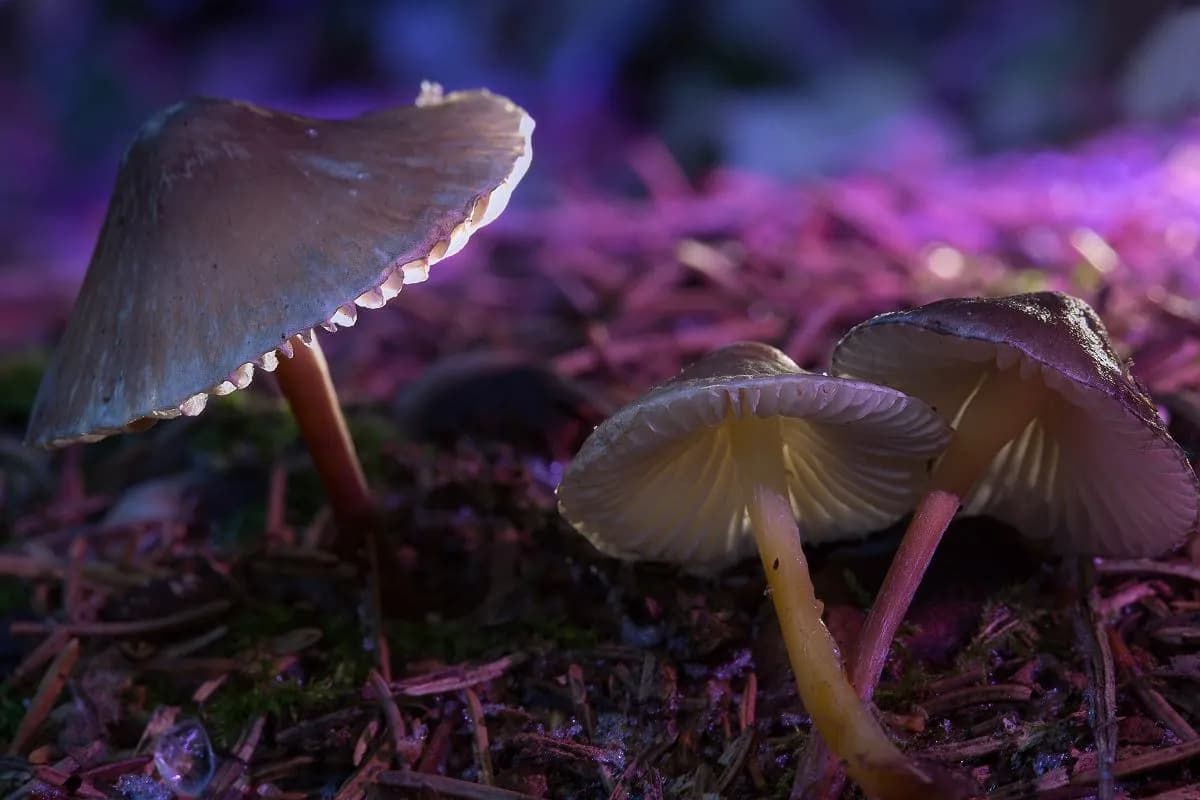 Grzyby Halucynogenne na Allegro? Prawo, Ryzyko i Prawda