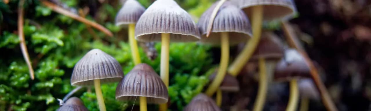 Wywar z grzybów psylocybinowych: Jak zrobić, dawkowanie i bezpieczeństwo