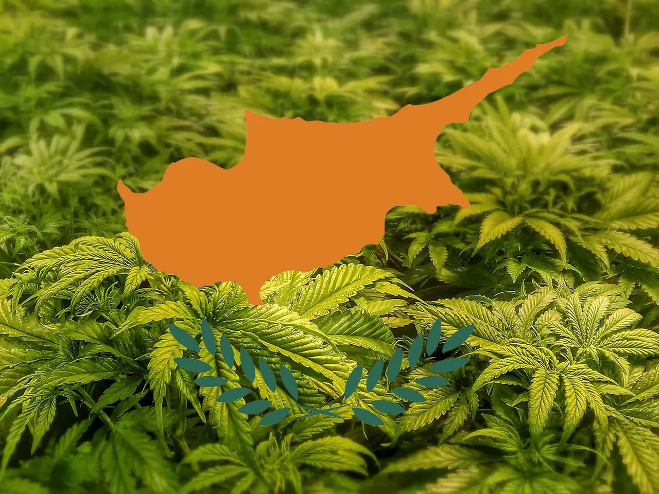 Marihuana na Cyprze: Legalna? Surowe prawo i CBD - poznaj fakty