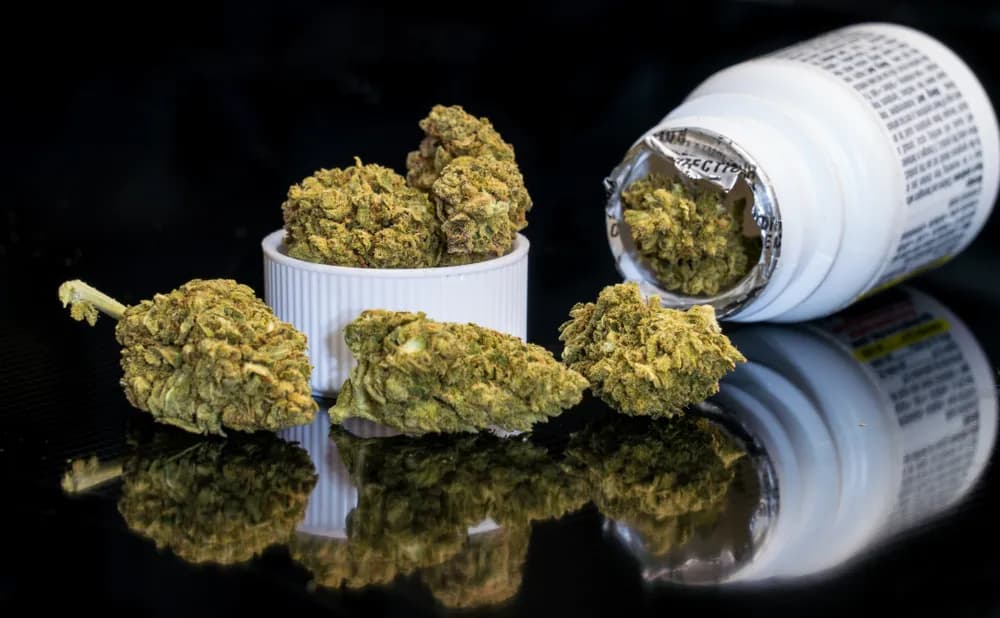 Cena kilograma marihuany w Polsce: Czarny rynek vs. apteka