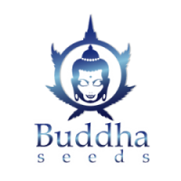 Nasiona konopi, marihuany Buddha Seeds