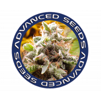 Advanced Seeds nasiona konopi, marihuany