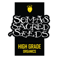 Soma Seeds feminizowane nasiona marihuany, konopi