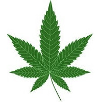 Nasiona marihuany Indica feminizowane