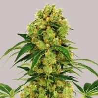 Big Bud