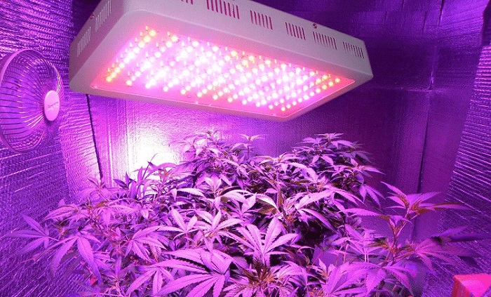 Marihuana hodowla w domu