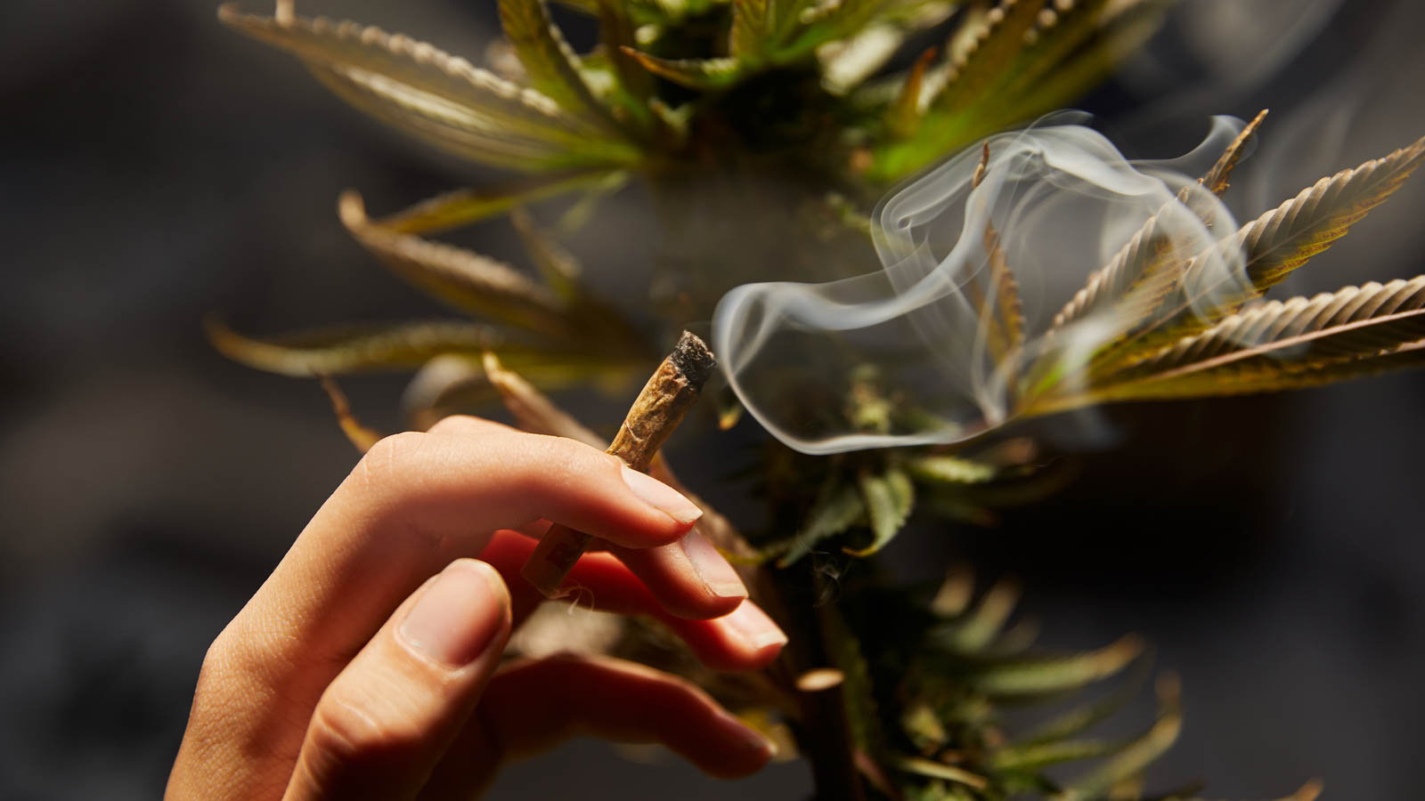 co to jest spliff