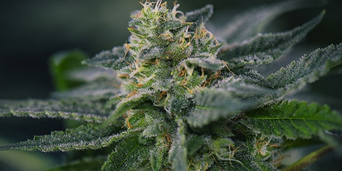 Skun Marihuana