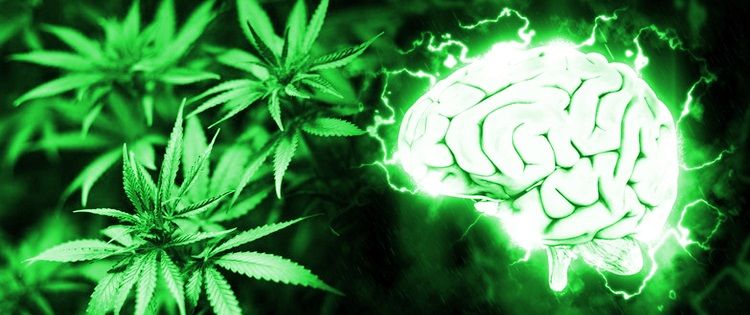 Olejek CBD po udarze